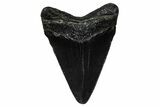 Serrated, Juvenile Megalodon Tooth - South Carolina #375934-1
